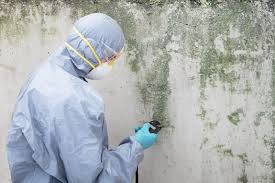 Best Mold Damage Restoration  in Miamisburg, OH